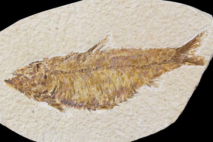 Bargain, Fossil Fish (Knightia) - Wyoming #89160